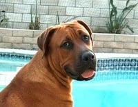 Rocco - (Courtesy Post) Foster or Adopt Me! - Photo 4