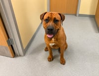 Rocco - (Courtesy Post) Foster or Adopt Me! - Photo 2
