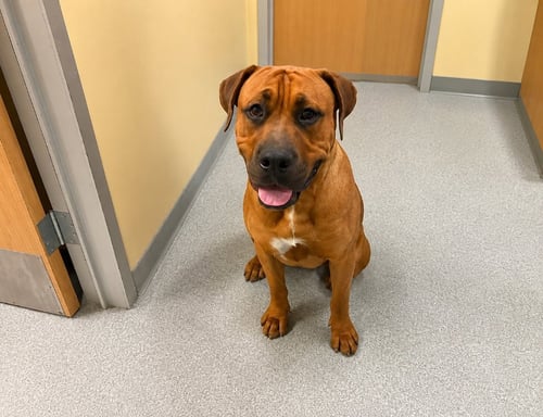 ROCCO - (COURTESY POST) FOSTER OR ADOPT ME! - Rhodesian Ridgeback / Rhodesian Ridgeback available for adoption