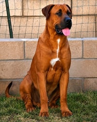 Rocco - (Courtesy Post) Foster or Adopt Me! - Photo 3