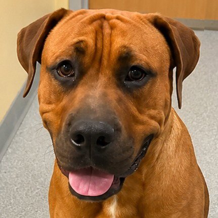 ROCCO - (COURTESY POST) FOSTER OR ADOPT ME! - Rhodesian Ridgeback / Rhodesian Ridgeback available for adoption