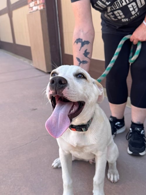 OAKLEY-CP-FOSTER OR ADOPT ME! - Beagle available for adoption
