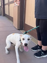 Oakley-CP-Foster or Adopt Me! - Photo 3