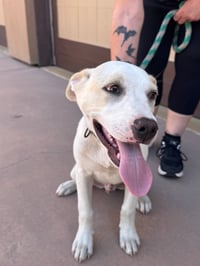 Oakley-CP-Foster or Adopt Me! - Photo 4