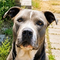 Hercules (Courtesy Post) Foster or Adopt Me! - Photo 1