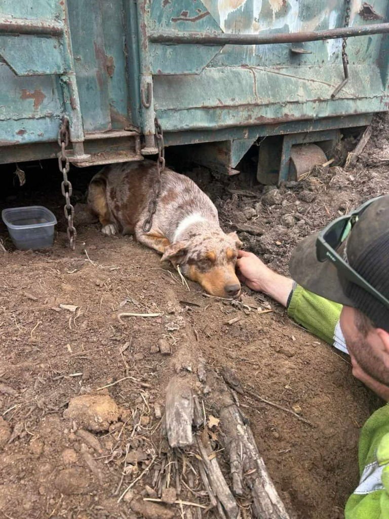 AVA (CP) FOSTER OR ADOPT ME! - Australian Shepherd / Border Collie available for adoption
