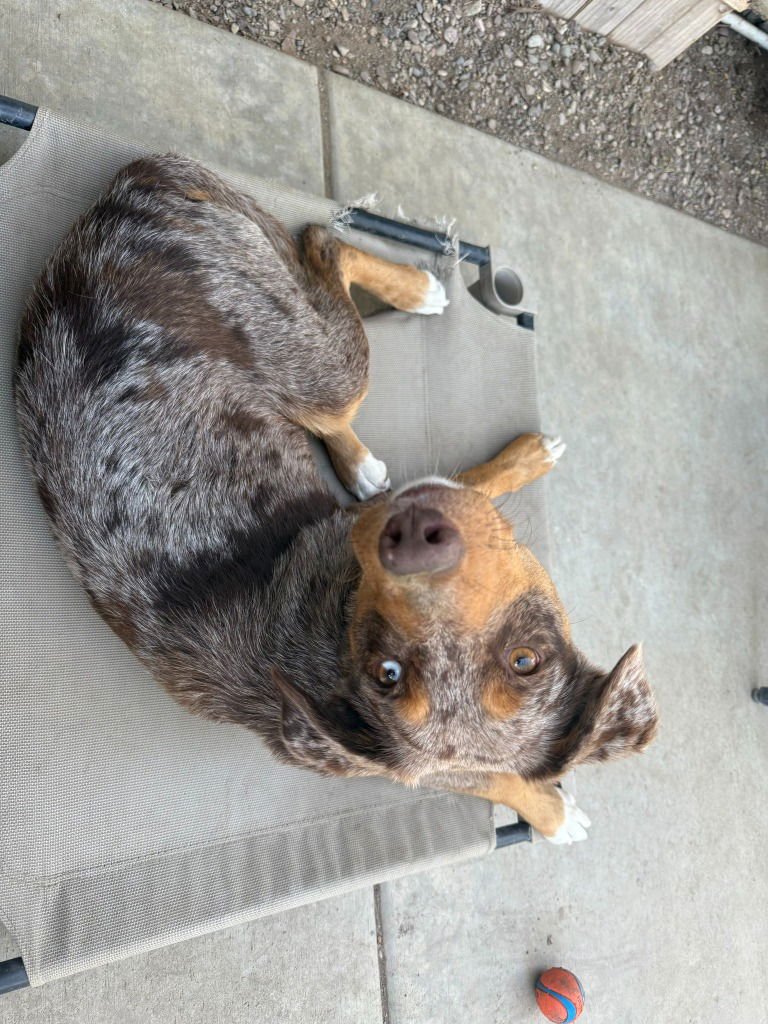 Ava (CP) Foster or Adopt Me! - Photo 3