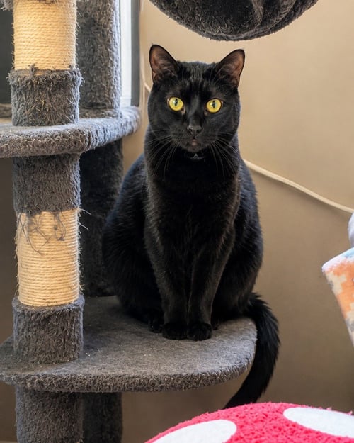 DOTTY - ADOPT ME! - Domestic Short Hair available for adoption