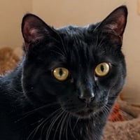 Dotty - Adopt Me! - Photo 1
