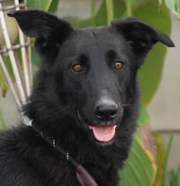 Meg March (Courtesy Post) - Adopt Me! - Photo 2