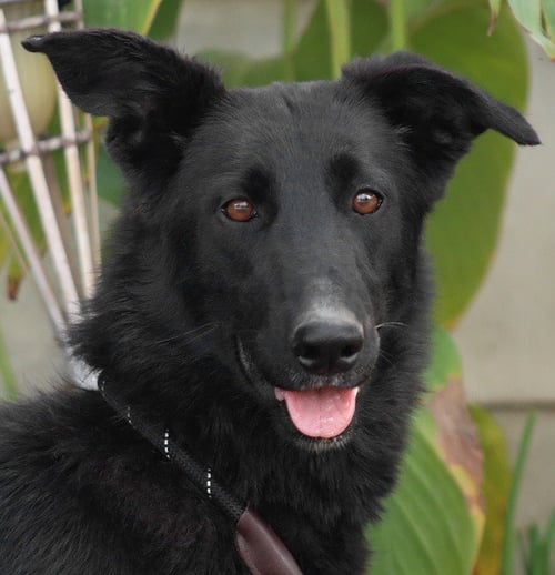 MEG MARCH (COURTESY POST) - ADOPT ME! - Shepherd / Border Collie available for adoption