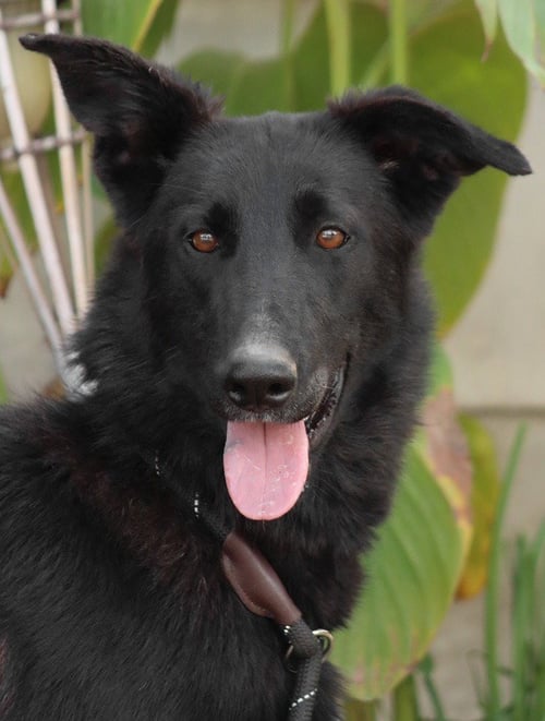 MEG MARCH (COURTESY POST) - ADOPT ME! - Shepherd / Border Collie available for adoption