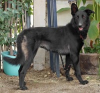 Meg March (Courtesy Post) - Adopt Me! - Photo 4