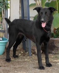 Meg March (Courtesy Post) - Adopt Me! - Photo 3