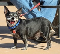 Max - Adopt Me! - Photo 3
