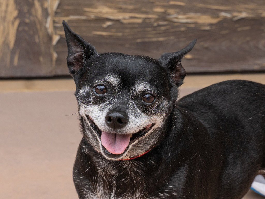 Max - Adopt Me! Image
