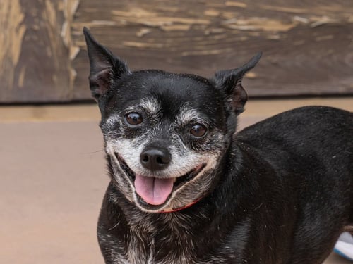 MAX - ADOPT ME! - Chihuahua available for adoption