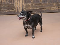 Max - Adopt Me! - Photo 4