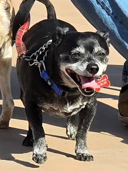 MAX - ADOPT ME! - Chihuahua available for adoption