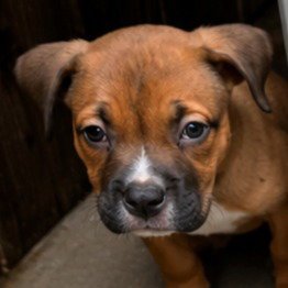 WOODY - ADOPT ME! - American Staffordshire Terrier / Cane Corso Mastiff available for adoption