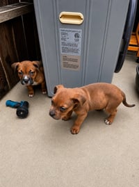 Woody - Adopt Me! - Photo 2
