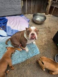 Woody - Adopt Me! - Photo 3