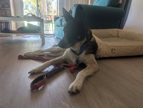 CLEO - ADOPT ME! - Shepherd / Cattle Dog available for adoption