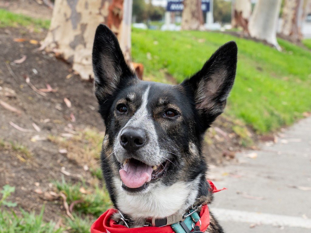 Cleo - Adopt Me! Image
