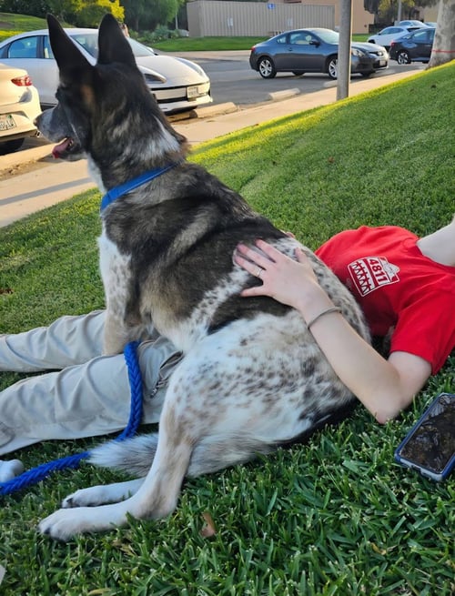 CLEO - ADOPT ME! - Shepherd / Cattle Dog available for adoption