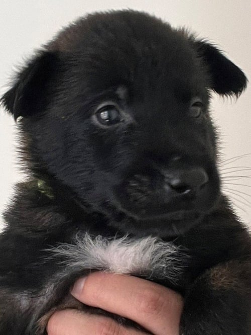 WINCHESTER - (COURTESY POST) - ADOPT ME!