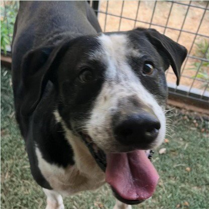 JERRY - (COURTESY POST) ADOPT ME! - Labrador Retriever for adoption in Irvine