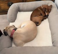 Nugget - Adopt Me! - Photo 4