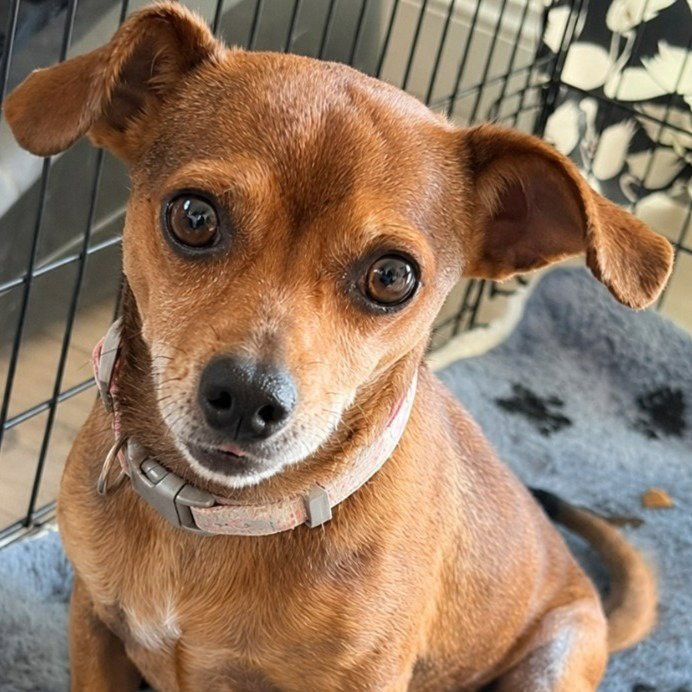 Nugget - Adopt Me! Image