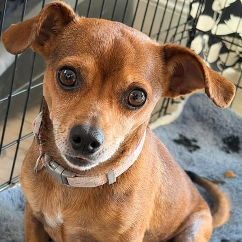 NUGGET - ADOPT ME! - Chihuahua / Terrier available for adoption