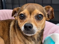 Nugget - Adopt Me! - Photo 1