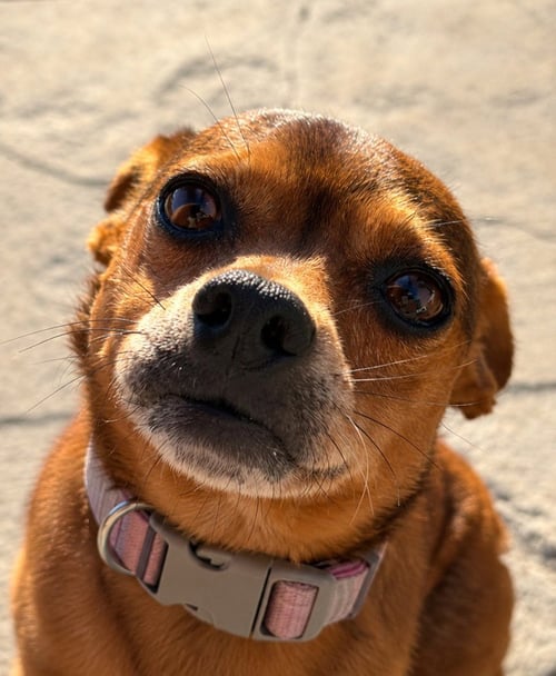 NUGGET - ADOPT ME! - Chihuahua / Terrier available for adoption