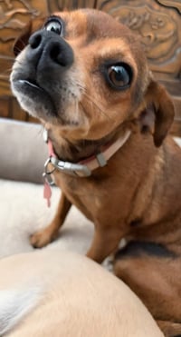 Nugget - Adopt Me! - Photo 2