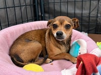 Nugget - Adopt Me! - Photo 2