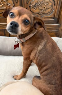 Nugget - Adopt Me! - Photo 3