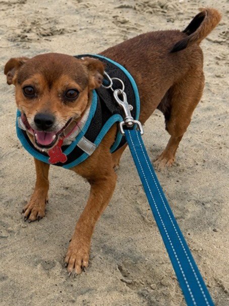 NUGGET - ADOPT ME! - Chihuahua / Terrier available for adoption