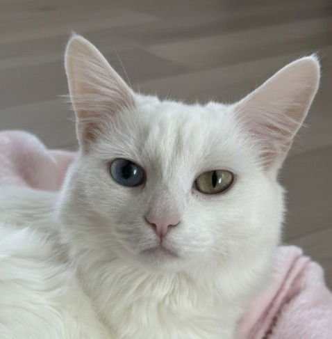 CHOWDER-FOSTER OR ADOPT ME - Siamese / Domestic Medium Hair available for adoption