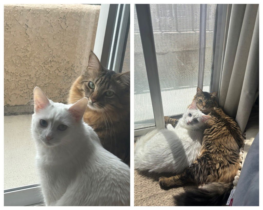 Chowder-Foster or Adopt Me - Photo 3