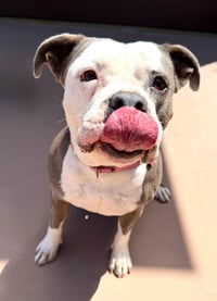 Gale - Adopt Me! - Photo 4
