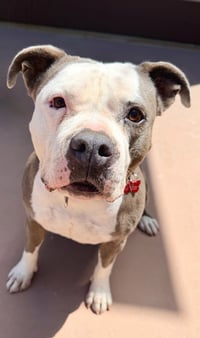 Gale - Adopt Me! - Photo 3