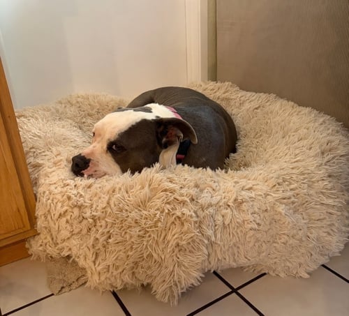 GALE - ADOPT ME! - American Staffordshire Terrier available for adoption