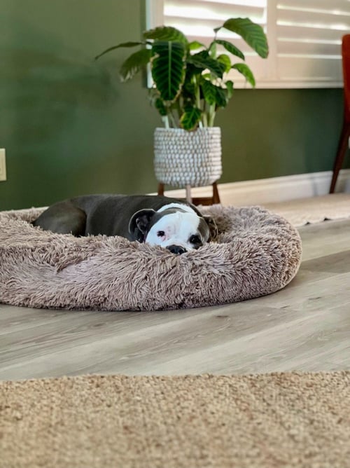 GALE - ADOPT ME! - American Staffordshire Terrier available for adoption