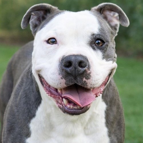 GALE - ADOPT ME! - American Staffordshire Terrier available for adoption