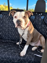Gale - Adopt Me! - Photo 4