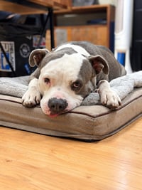 Gale - Adopt Me! - Photo 2