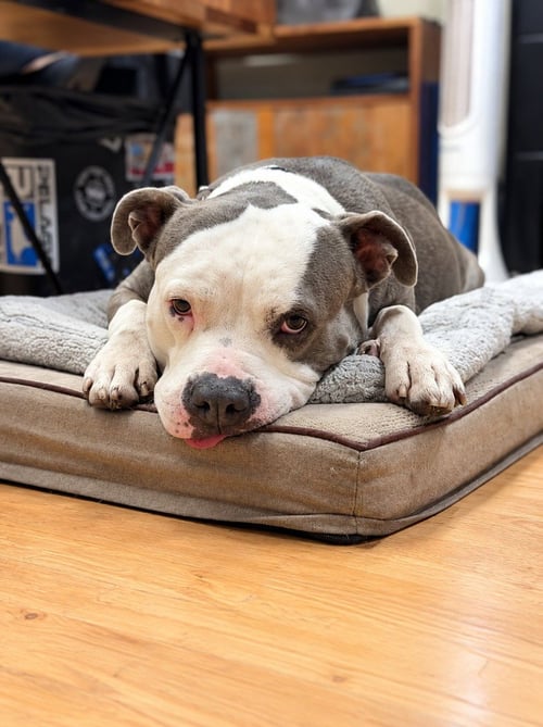 GALE - ADOPT ME! - American Staffordshire Terrier available for adoption